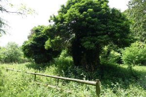 marlin_chapel060614_13