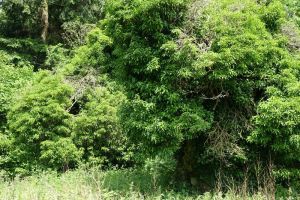 marlin_chapel060614_17